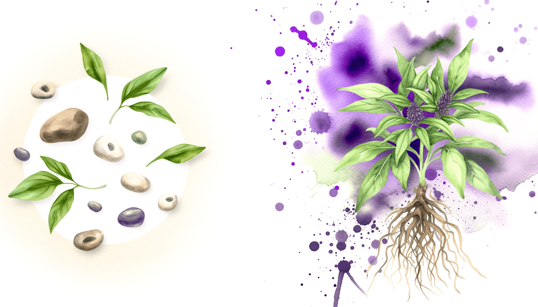 Ashwagandha for Stress Relief: Your Natural Anxiety Solution