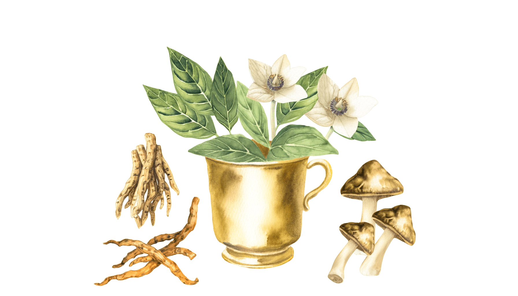 The $5,000 Wellness Protocol I Discovered in Ancient Texts: Adaptogenic Beverages That Silicon Valley CEOs Are Secretly Using